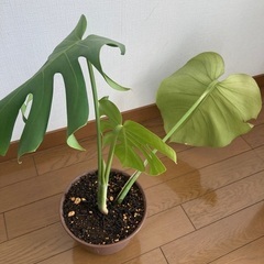 モンステラ　観葉植物①