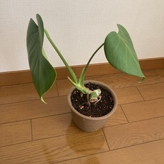 モンステラ　観葉植物②