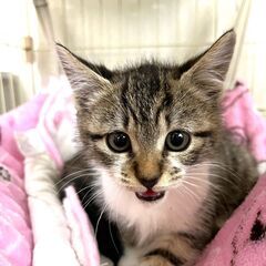 in江南市☆子猫たくさん！保護猫をオウチに迎えよう☆2024年1...