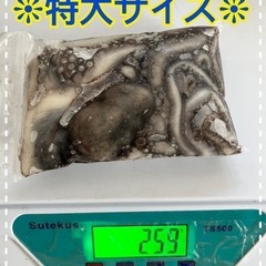 シガヤーダコの画像