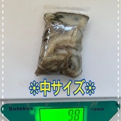 シガヤーダコの画像