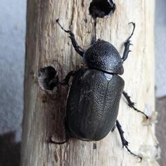 【ミンダナオ】アトラスオオカブト♀の画像