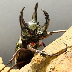 ジャワ・コーカサス　カブトムシ成虫　♂単品