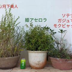 【💖Thankyou💖】🌿3点セット（ソテツ/月下美人/姫アセロ...