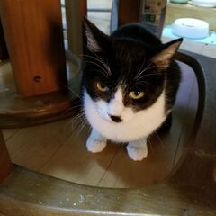 里親募集です