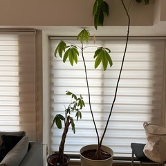観葉植物