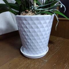 ①衝撃価格！超破格値！超ロング！胡蝶蘭3株入り3本立ち　胡蝶蘭鉢株苗 コチョウラン 洋蘭 洋ランの画像