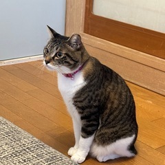 1才半女の子　里親さん募集！ - 高崎市