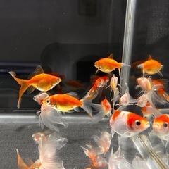 金魚12匹ミックス