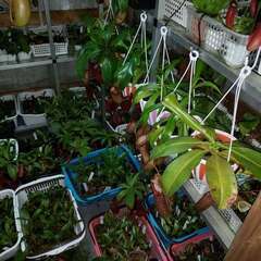 植物の植え込み（植え替え）　ヘルプ