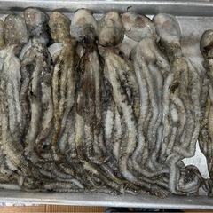 シガヤータコ釣り餌用の画像