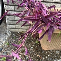 ムラサキツユクサの画像