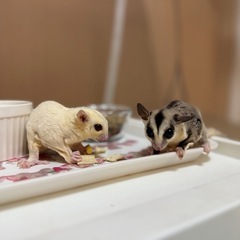 フクロモモンガ3匹