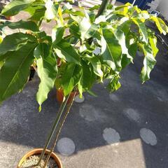 ホワイトサポテ苗木の画像