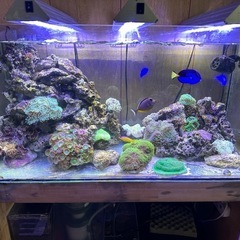 海水 90cmオーバーフロー水槽一式