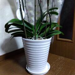 ②衝撃価格！超破格値！超ロング！胡蝶蘭3株入り3本立ち　胡蝶蘭鉢株苗 コチョウラン 洋蘭 洋ランの画像