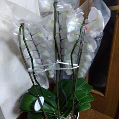 ②衝撃価格！超破格値！超ロング！胡蝶蘭3株入り3本立ち　胡蝶蘭鉢株苗 コチョウラン 洋蘭 洋ランの画像