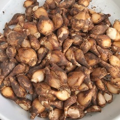 スノーフレーク 芽出し球根 ポット苗の画像