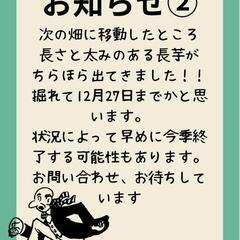 南部町産　土付き長芋　秋掘り2024 ②の画像