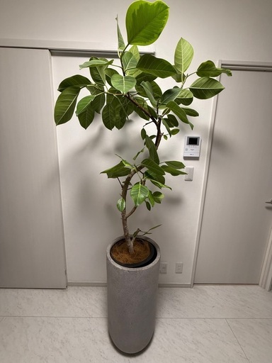 観葉植物　フィカス アルテシーマ 10号