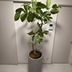 ランキングキーワードに紐づく投稿画像-観葉植物