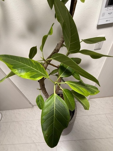 観葉植物　フィカス アルテシーマ 10号 