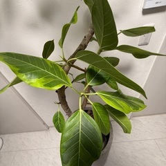 観葉植物　フィカス アルテシーマ 10号 の画像