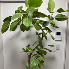 観葉植物　フィカス アルテシーマ 10号 の画像