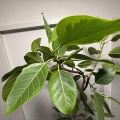 観葉植物　フィカス アルテシーマ 10号 の画像
