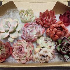 多肉植物 韓国苗 寄せ植用ちび苗10個 a‐2