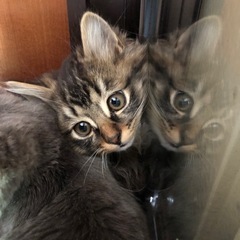 [里親さん決まりました！]長毛キジトラ♀、生後約2ヶ月半くらい。