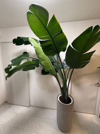 観葉植物 オーガスタ 10号