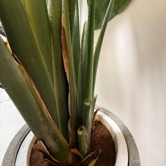 観葉植物 オーガスタ 10号の画像