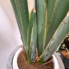 観葉植物 オーガスタ 10号の画像