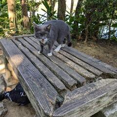 TNR活動の方へ！メス猫2匹います！