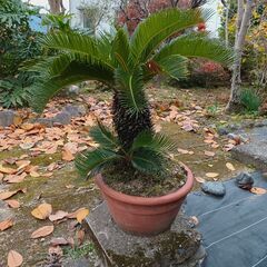 植物のソテツ◆鉢植えでお手入れ簡単◆インテリアやお庭のアクセントに！
