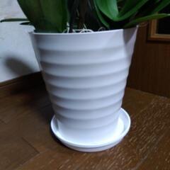 ③衝撃価格！超破格値！ロング！胡蝶蘭3株入り3本立ち　胡蝶蘭鉢株苗 コチョウラン 洋蘭 洋ランの画像