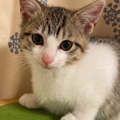 【里親様決まりました】元気いっぱい！約3ヶ月　キジシロ