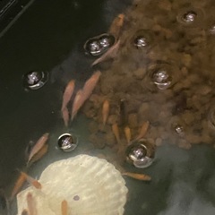 錦鯉の稚魚の画像