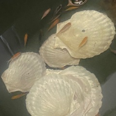 錦鯉の稚魚の画像