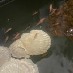 錦鯉の稚魚