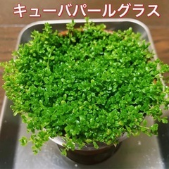 キューバパールグラス　送料無料 無農薬 水中葉   7X7cm