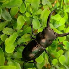 【受け渡し決まりました】①フォルスターフタマタクワガタ　キヨタミ...