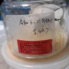 【受け渡し決まりました】①フォルスターフタマタクワガタ　キヨタミ　♂48.7の画像