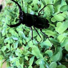 【受け渡し決まりました】②フォルスターフタマタクワガタ　キヨタミ...