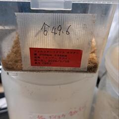 【受け渡し決まりました】②フォルスターフタマタクワガタ　キヨタミ　♂49.6の画像