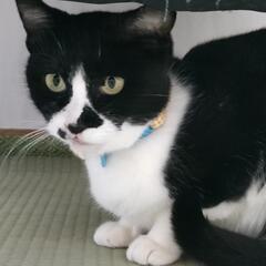 はちわれちゃん