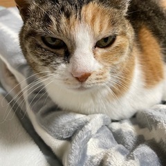 急募