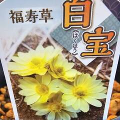 希少　美しい白い福寿草『白宝』フクジュソウ　鉢ごと　山野草
