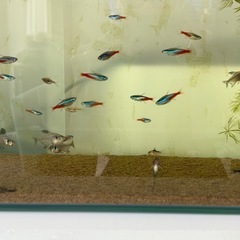 熱帯魚１匹100円からの画像
